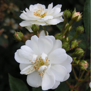 Rosa  Guirlande d'Amour® - bijela  - grmolike ruže